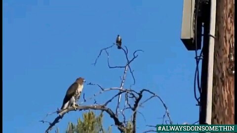 Nature at the Waddlin Farm