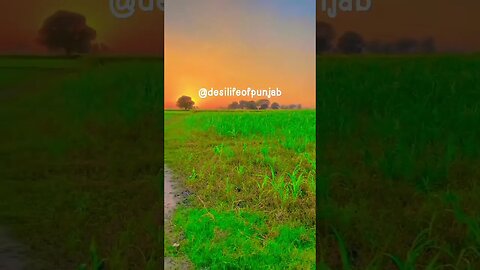 #desilifeofpunjab #youtubeshort #farming #green