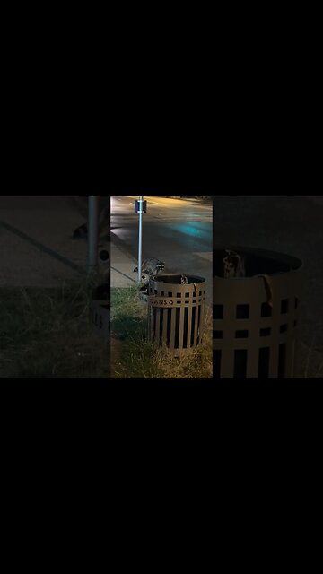 Raccoon dodges getting run over by car