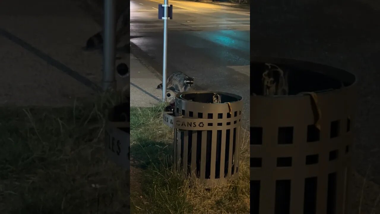 Raccoon dodges getting run over by car