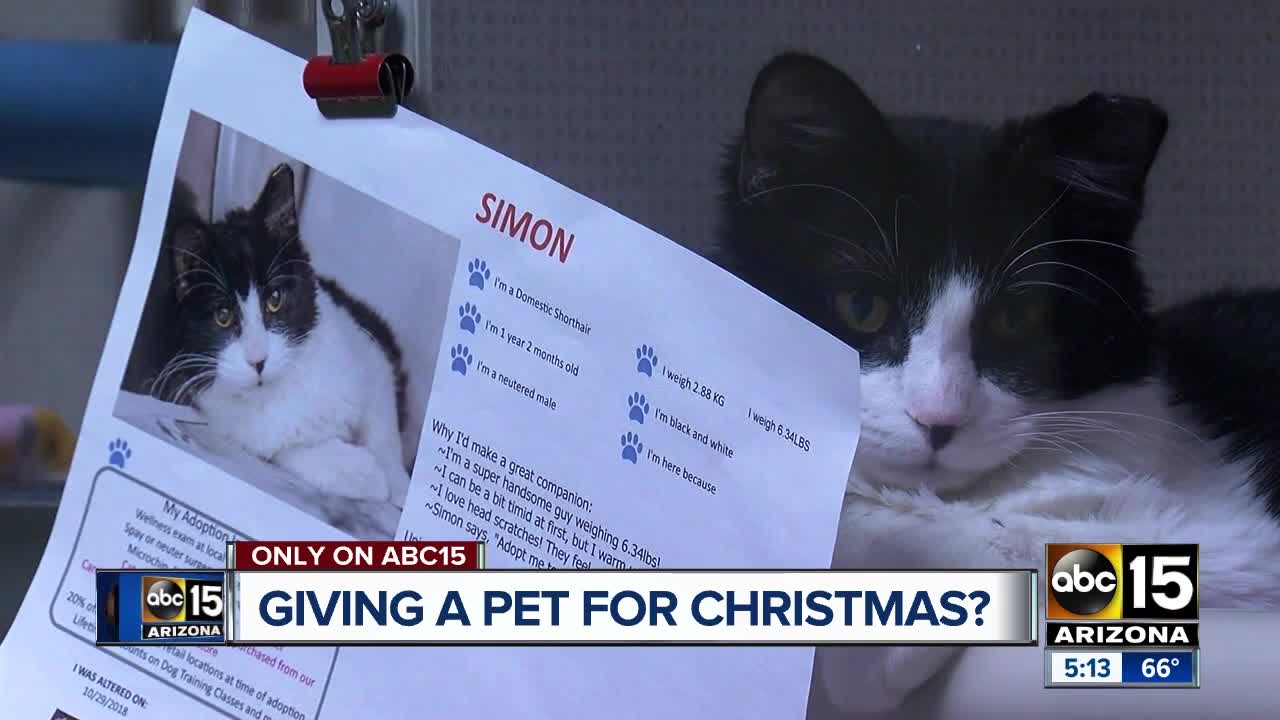 Is a pet on your Christmas list? Questions to ask before giving a pet for Christmas