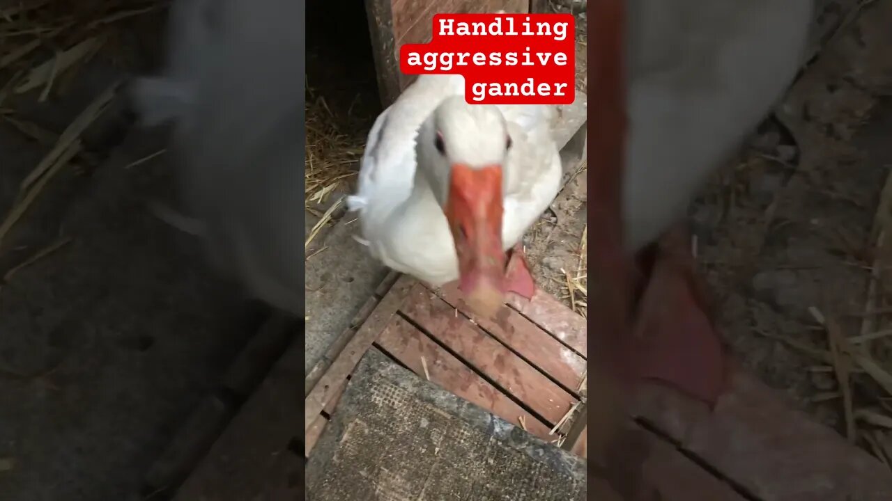 Handling aggressive gander without getting hurt