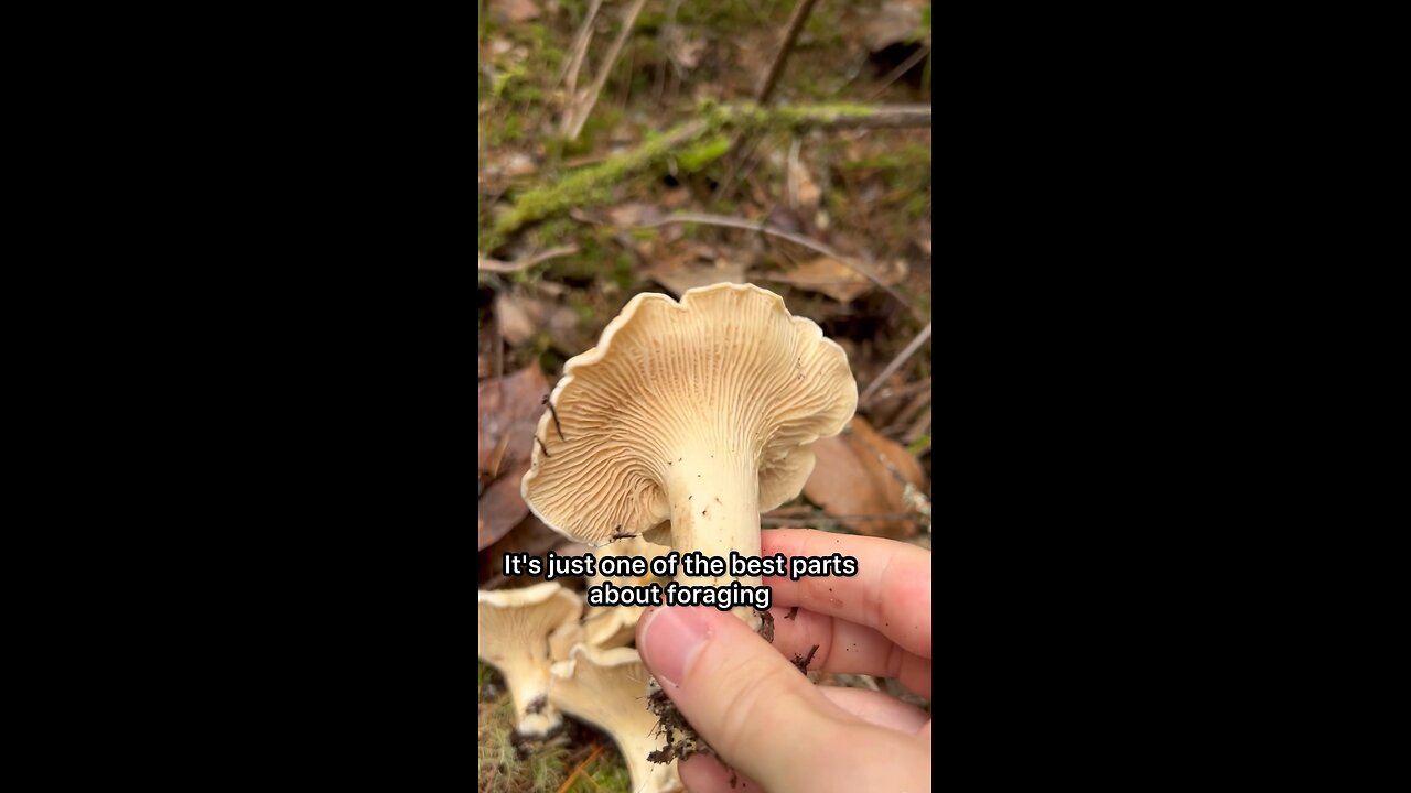 White Chanterelle / Choice Edible Mushroom #explore #forage #mushroom