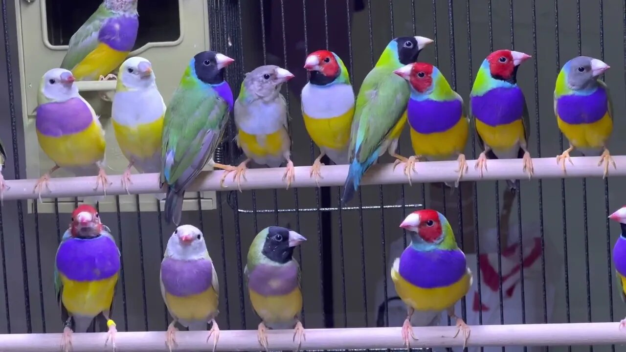 Weekly update of my Lady Gouldian Finch Colony On May 21, 2023