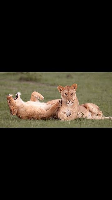 Funny animals - Funny cats and dogs - Funny animal videos