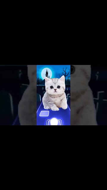 cat sing money lisa blackpink #shorts #music #blackpink #tileshop