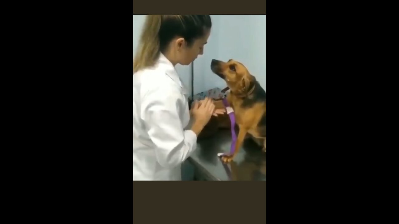 Dog falls in love with doctor