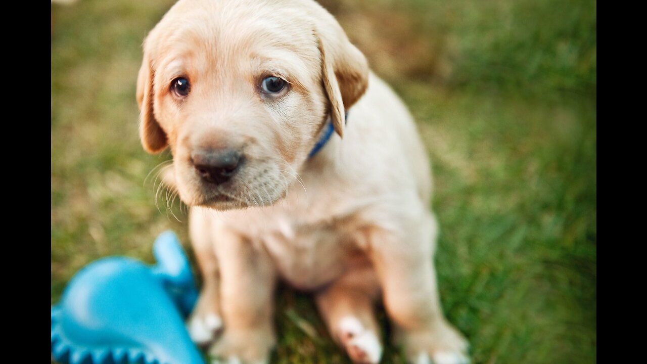 Hardy's story - Wolf howling stray puppy rescued from dump lives warmly in adoptive family