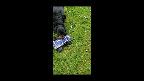 Rottweiler versus remote control truck