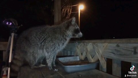 Racoon Visits!