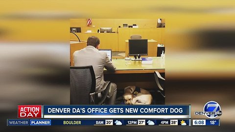 New Denver DA’s Office dog will help comfort victims in Denver courtrooms