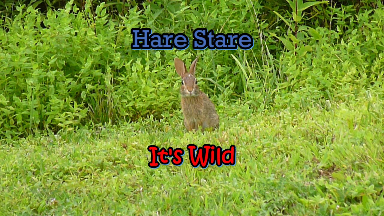 Hare Stare If You Dare