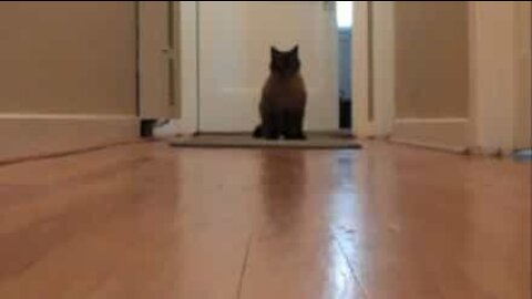 Chester, un talento felino dell'heavy metal!