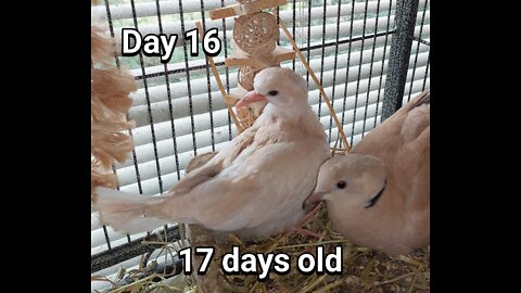 Ringneck Dove fledgling day 16