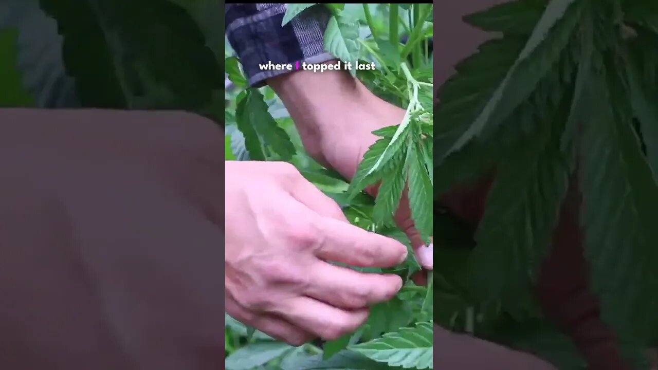 Topping Technique Weed Plant