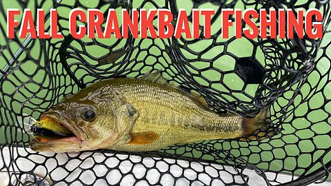 The Perfect Setup For Shallow to Medium Diving Crankbaits | Fall Crankbait Bass Fishing