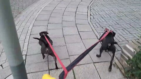 OBI2023 the morning after giving birth BSL Patterdale Terriers dogs bitch delivering pups puppies