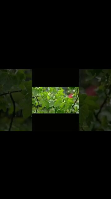 Beautiful Peaceful Instrumental Music, Relaxing Music #shorts