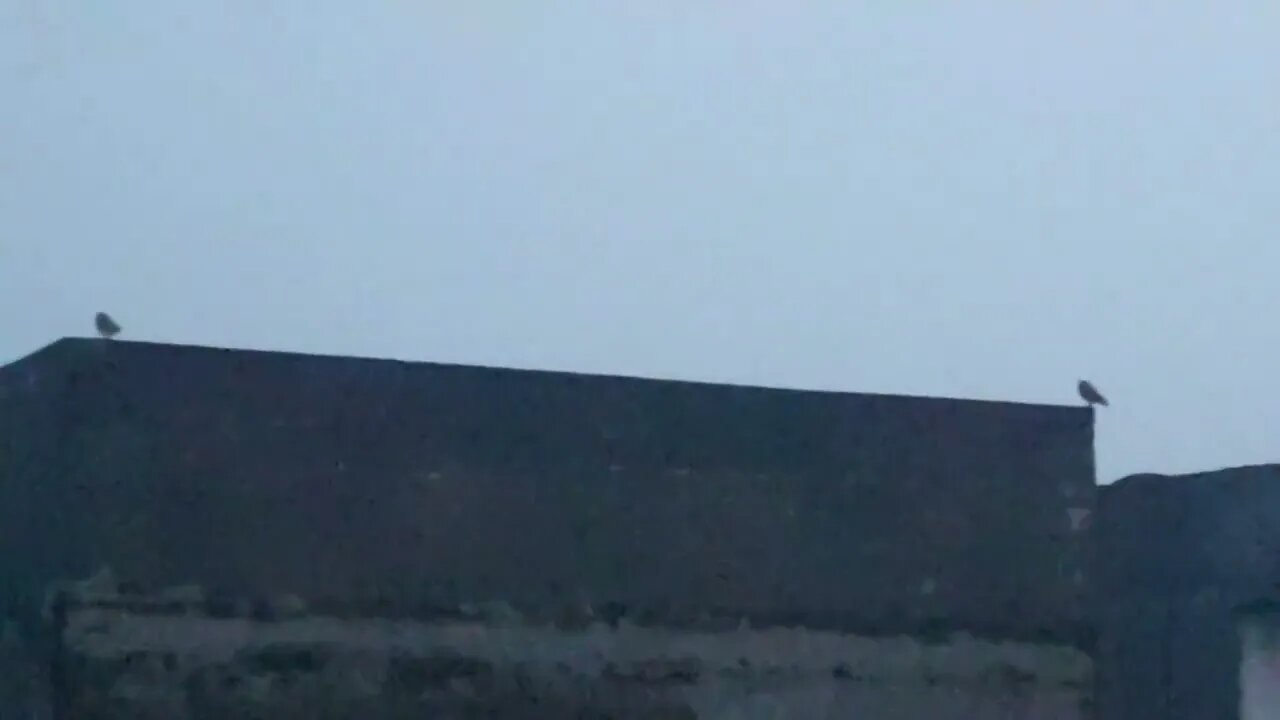 Owl family sitting in the dark