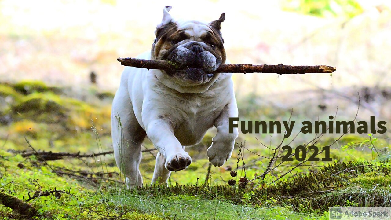 --Funny Animals Compilation | Animal fails - Funniest Animals 2021