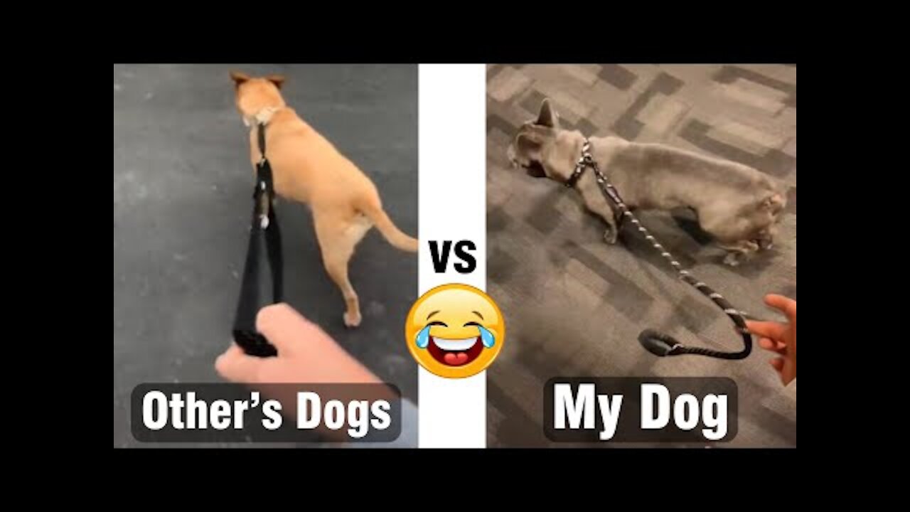 Other's dogs vs My dog - Funny dog Shorts