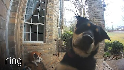 Genius Dog rings doorbell to get inside family's house!