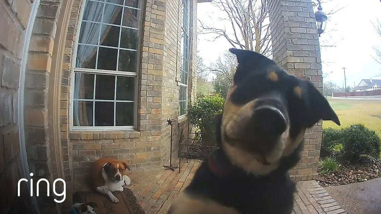 Genius Dog rings doorbell to get inside family's house!