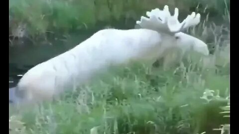 White Moose