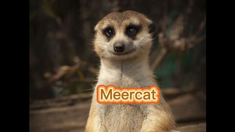 THE MEERCAT