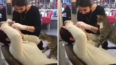 This CAT tries to LEARN "HOW TO DO MAKEUP 💄"