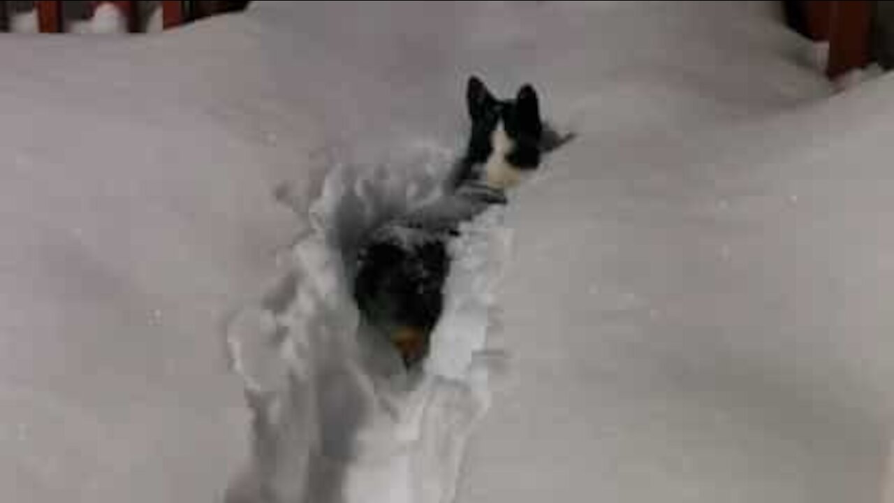 Cão sai de casa e afunda-se logo na neve!