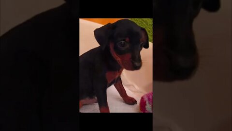 Funniest Cat and Dog Videos Compilation