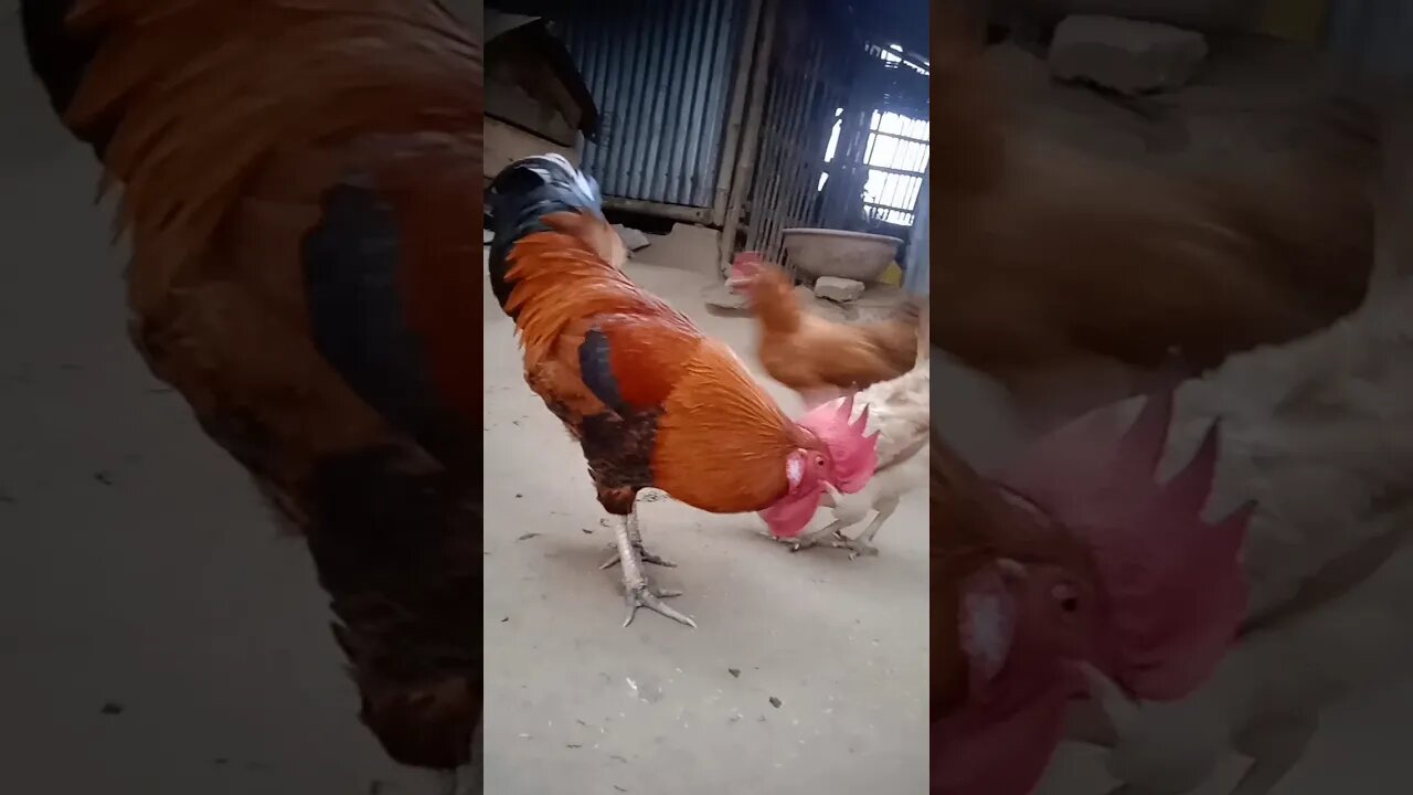 chicken is ready || #trending #shortsvideo #shorts #short (@queenandqueen