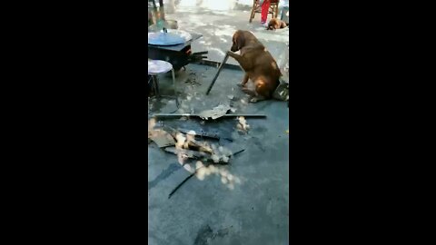 A dog who can cook. Seems a little reluctant