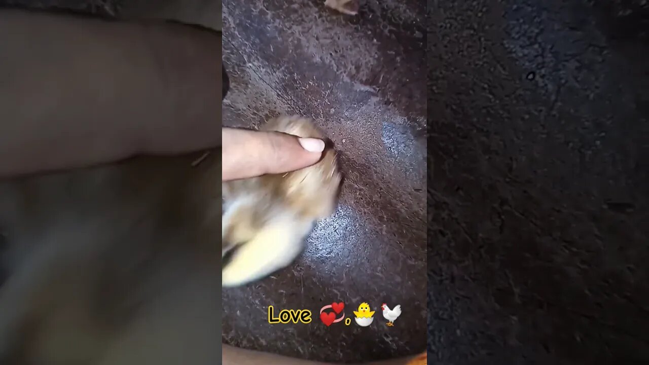 #shortvideo #cute #chicken