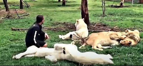 Human life saved by animals - must watch