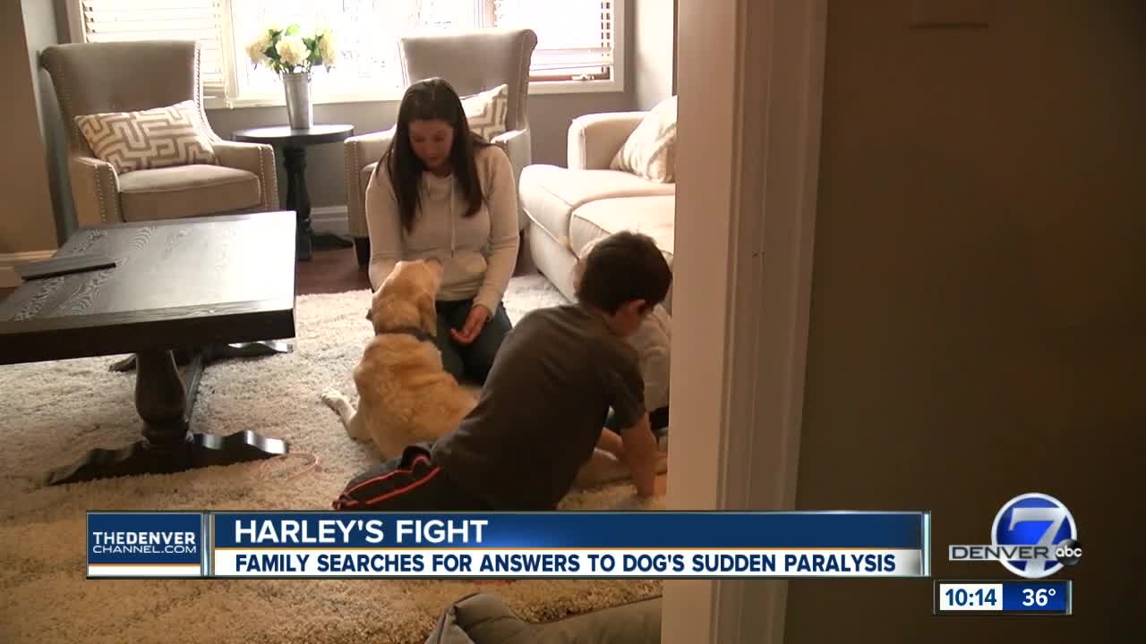 Centennial family looks for a cure after their dog loses use of his hind legs