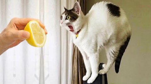 Funny cats - cute cats - amazing cats