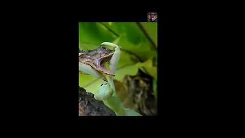 The Praying Mantis Facts #shorts #interestingfacts #insects #hunting