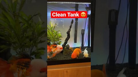 TANK LOOKING SO FRESH AND SO CLEAN #fancygoldfish #goldfishtank #ranchugoldfish #aquarium