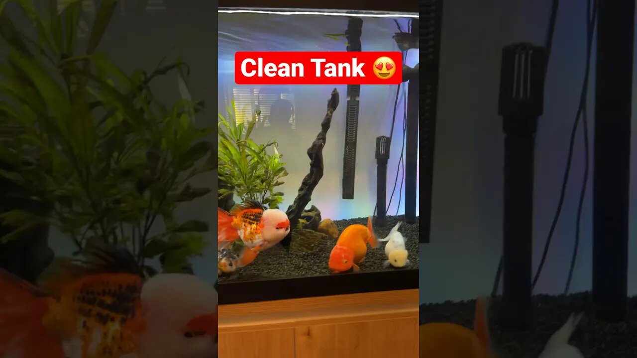 TANK LOOKING SO FRESH AND SO CLEAN #fancygoldfish #goldfishtank #ranchugoldfish #aquarium