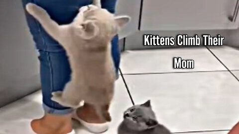 Kittens Climb Their Mom as They Couldn’t Wait for Food
