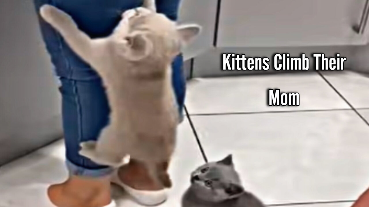 Kittens Climb Their Mom as They Couldn’t Wait for Food
