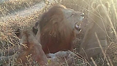 Young Lions Annoy Old Male