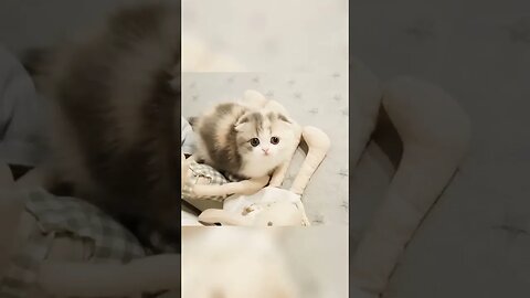 APA KAMU 😏 FUNNY KUCING LUCU BANGET 😘🐾💕 #shorts #kucing #viral #cute #lucu #catlovers Catty love