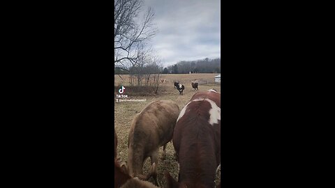 Happy cows and calves.