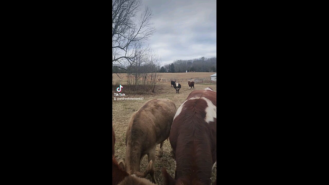 Happy cows and calves.