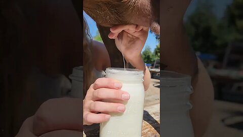 #dairygoats #goats #goatmilk #handmilking #farmchores #farmlife #homesteading #chickens #ducks