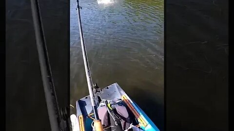 Dragged Backwards By a Redfish! #shorts #fishing #bullbayrods #florida