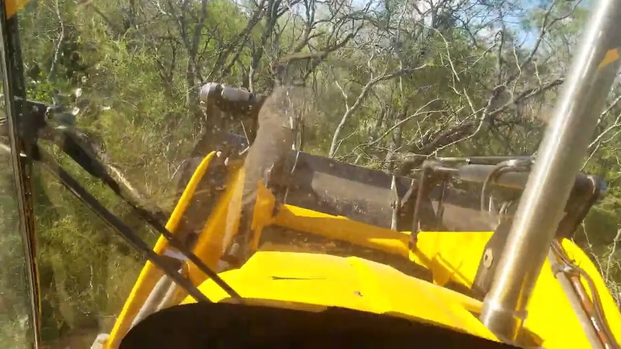 Clearing and Cleaning my Land : Taking down larger trees about 40 yards into the driveway